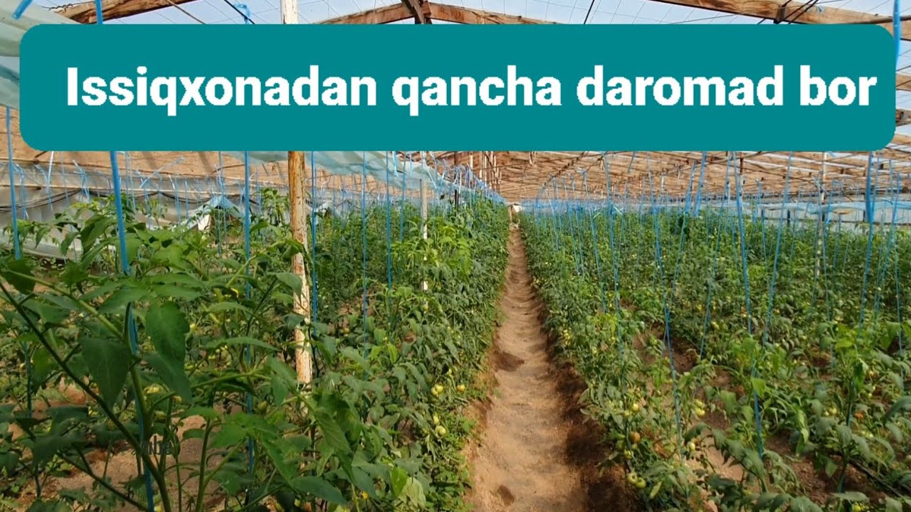 ISSIQXONADAN QANCHA DAROMAD  QOLADI.14.04.2024🍅🍅🍅🍅