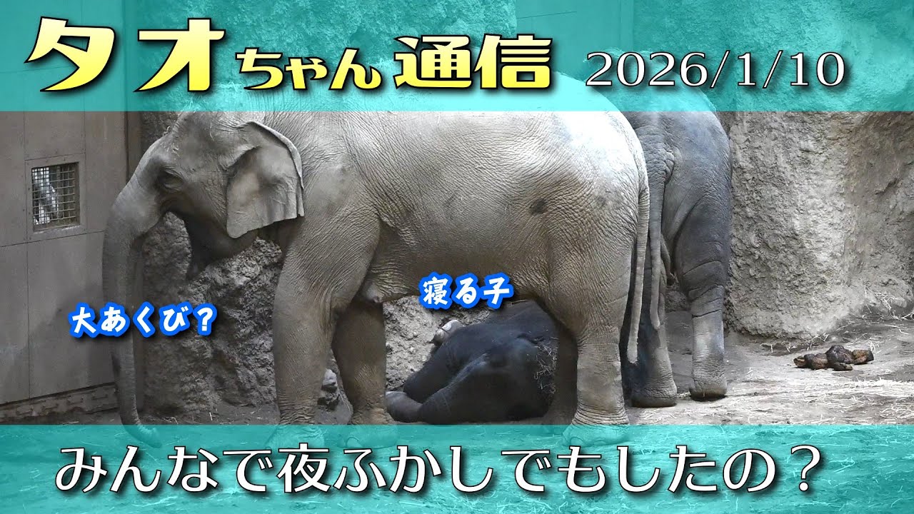 タオちゃん通信 2026/1/10 ねむねむタオちゃん みんな眠たそう