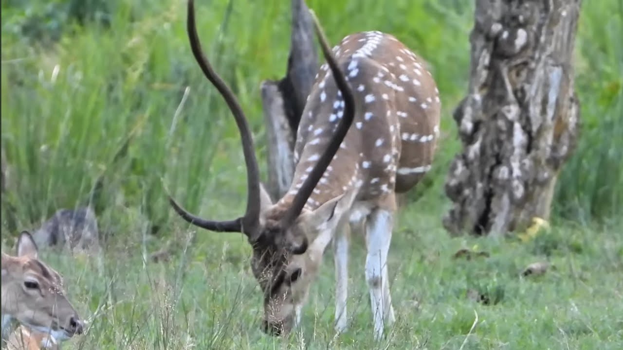 spotted deer chitwan nepal safari | animals life in forest #animal #nature #amazing 