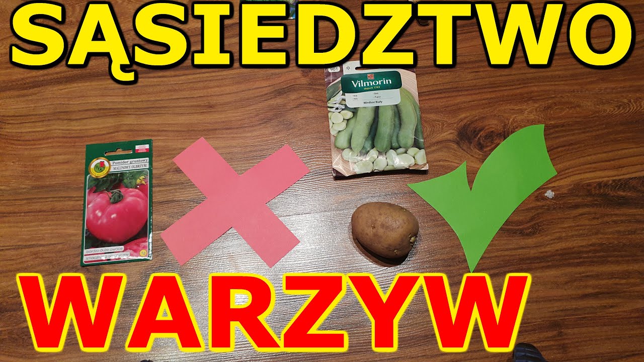 Dobre i Złe SĄSIEDZTWO WARZYW - allelopatia, uprawa wsp&oacute;łrzędna warzyw | Zaplanuj Warzywnik