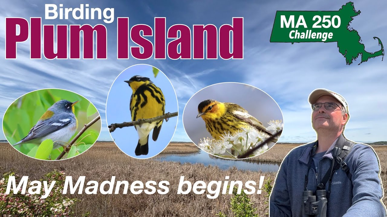 Spring migration at Plum Island!  Episode 12 of my 2025 birding challenge