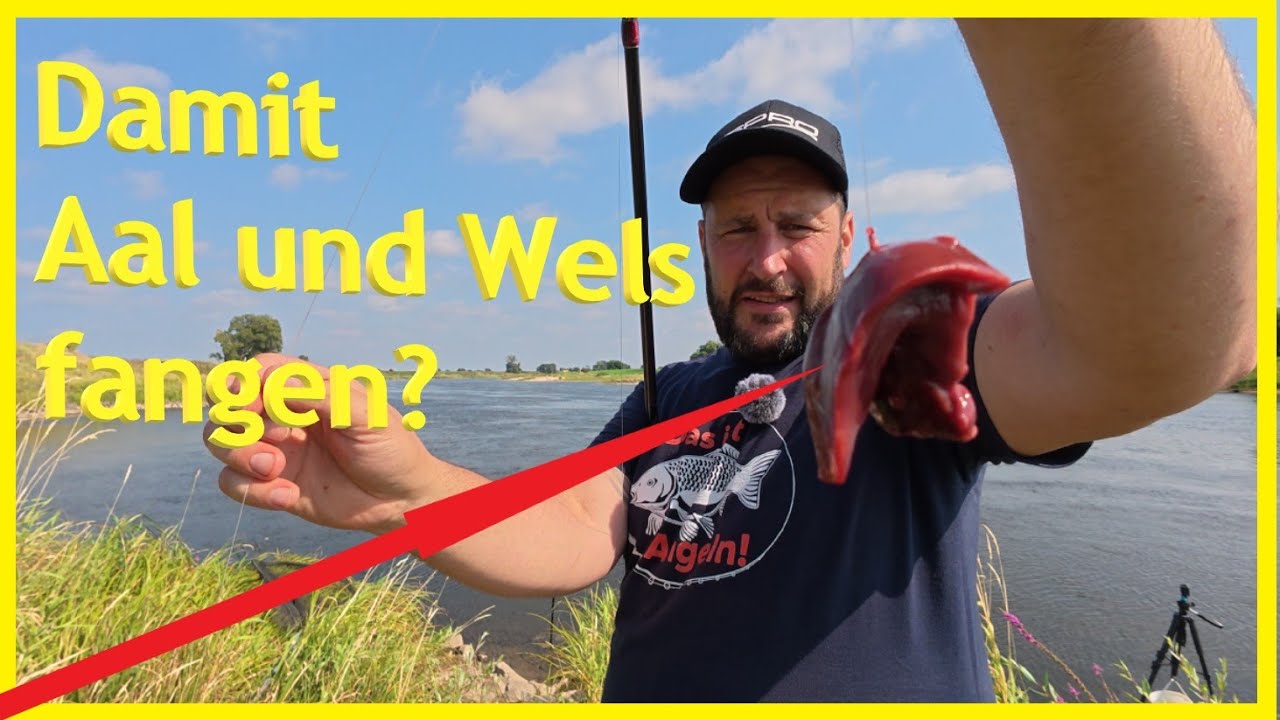 Angeln am Fluss Elbe auf Aal und Wels mit Leber als Alternativköder – kann das gelingen?
