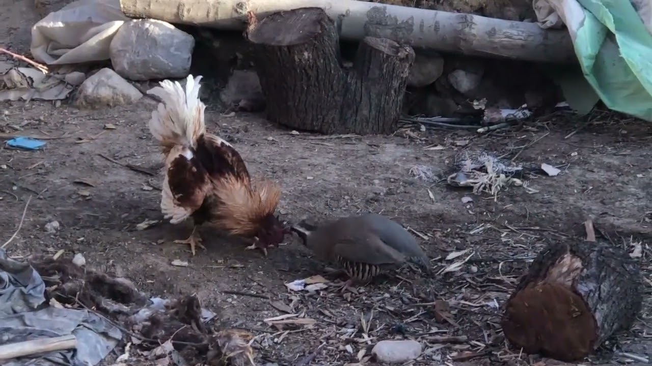 کبک جنگی خروس جنگی 