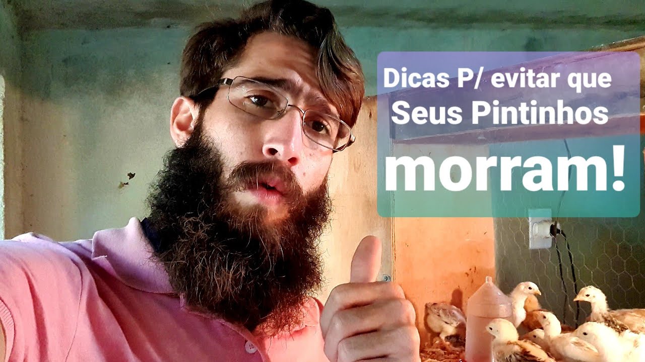 Criação de Pintinhos (Crescimento Saudável) Nascidos na Chocadeira Elétrica CHOCMAIS.