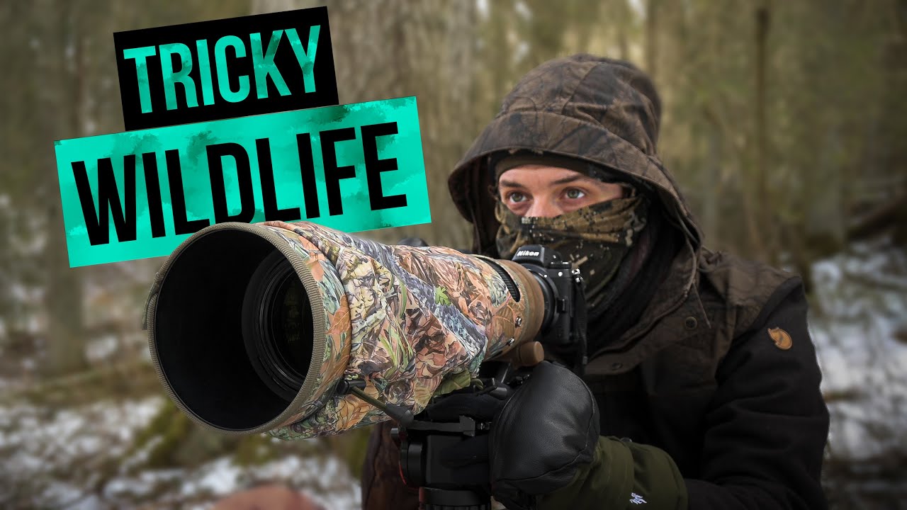 PHOTOGRAPHING PINE MARTEN AND MINK! Wildlife Behind The Scenes