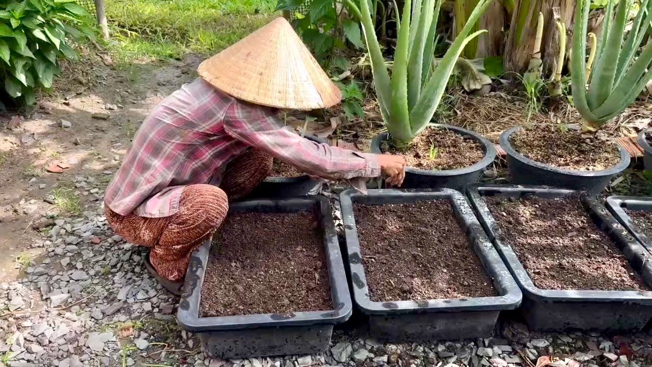 Sau buổi làm vườn,Mẹ nấu nồi chè đậu đen cho hai mẹ con giải nhiệt ngày nắng | Quê Nhà Còn Mẹ 
