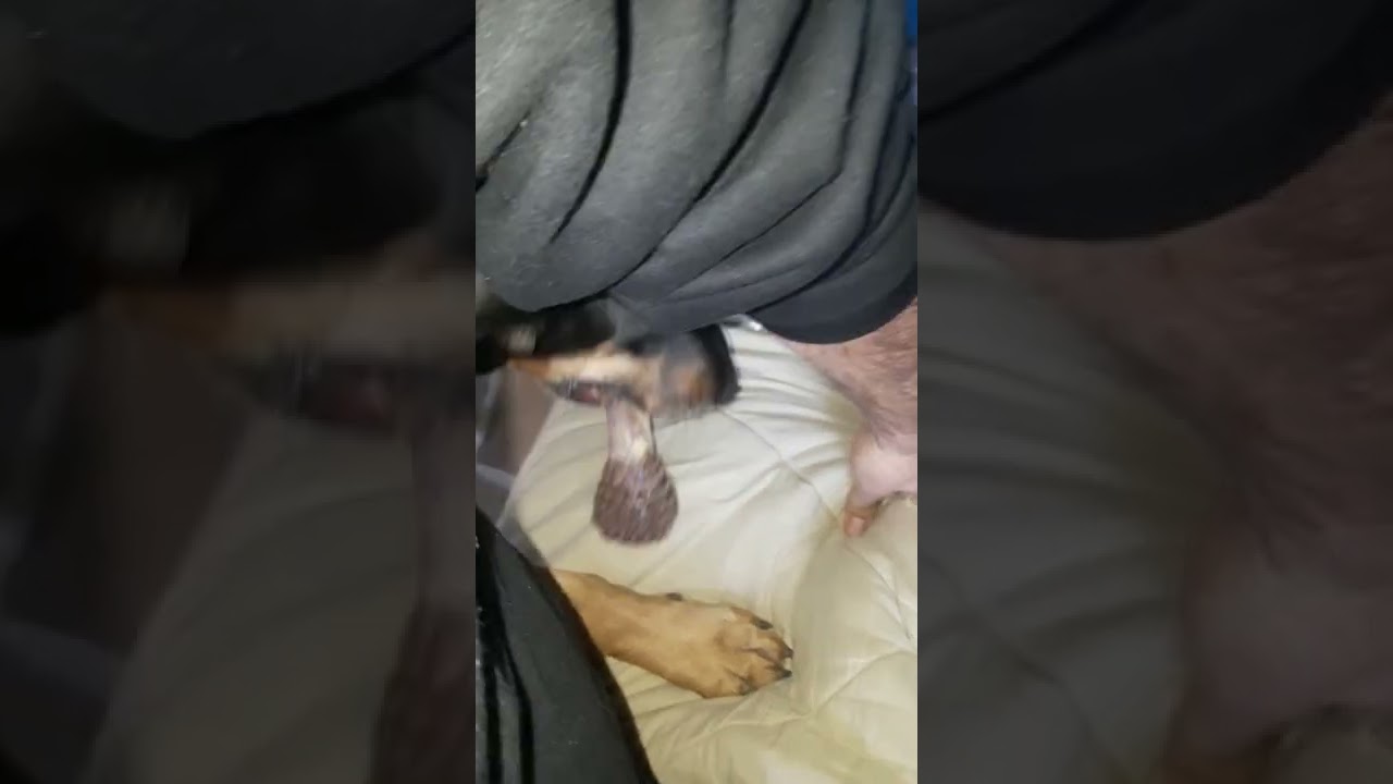 A Kelly com ciúmes da Elmili