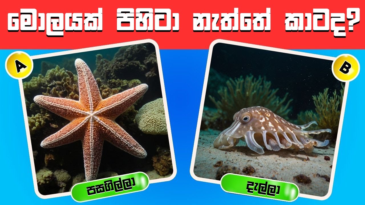 බුද්ධමතුන්ට විතරක් පුළුවන් මේවා 👨‍🎓 ඔයාලට බෑ ඉතින්😱 | 40න් 30ක් අරන් පෙන්නන්න😎 | Smart Test Sinhala