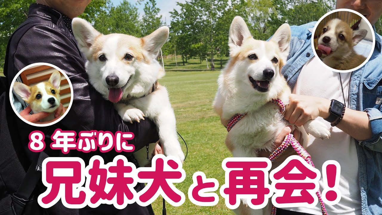 兄妹犬と8年ぶりの再会！そっくり成長！