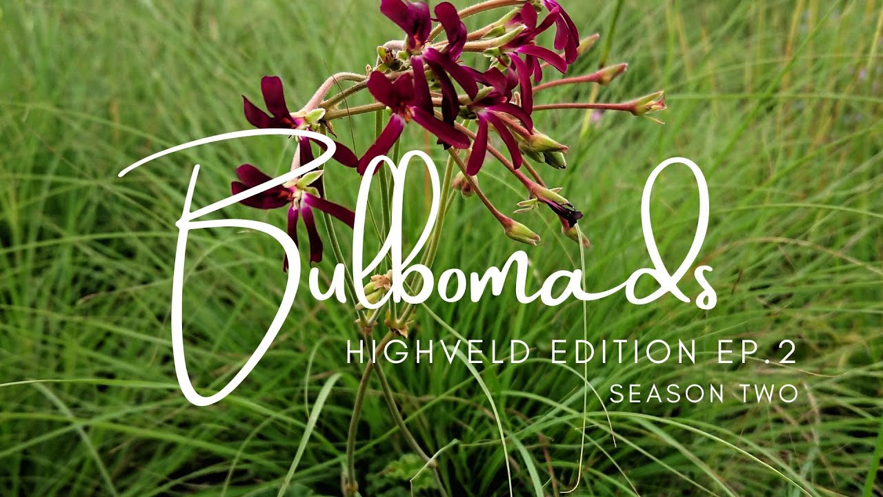 [S02 E02] Gauteng Grasslands - South East towards Mpumalanga