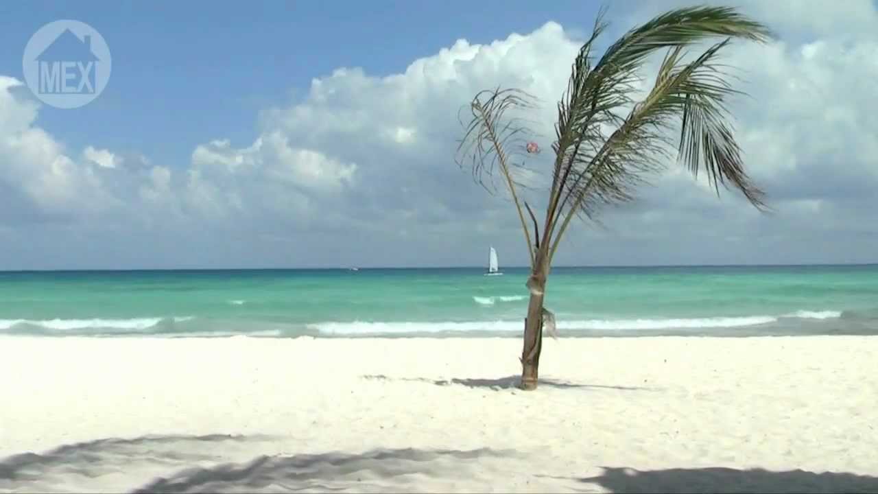 Xcalacoco Beach in Playa del Carmen - A Lonely Palm on a Wide, Relaxing Beach (B). 25 Top Beaches