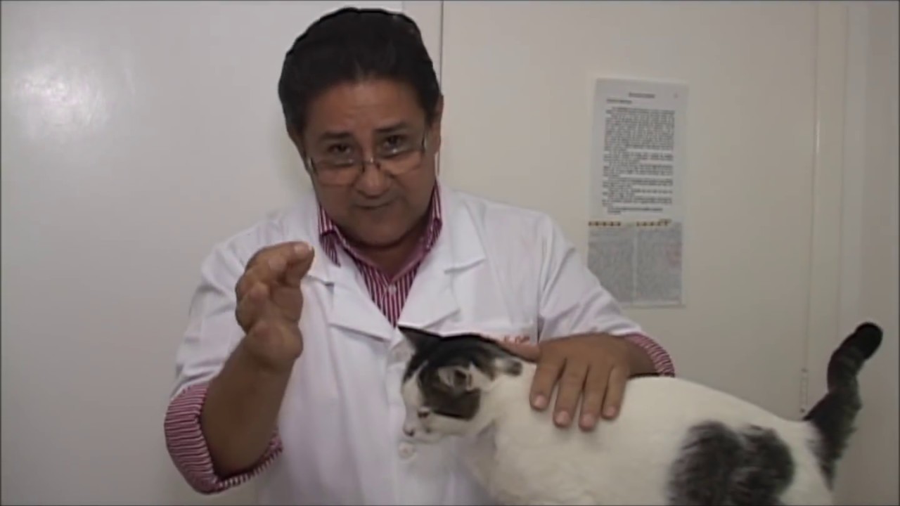 Como medicar e aplicar injeção no seu Pet. faça doação CHAVE PIX: PEDROVET@PEDROVET.COM.BR