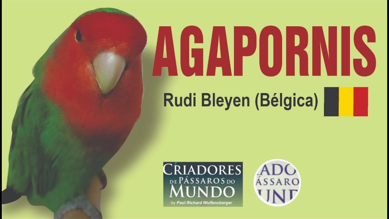 Criador Rudi Bleyen - Agapornis