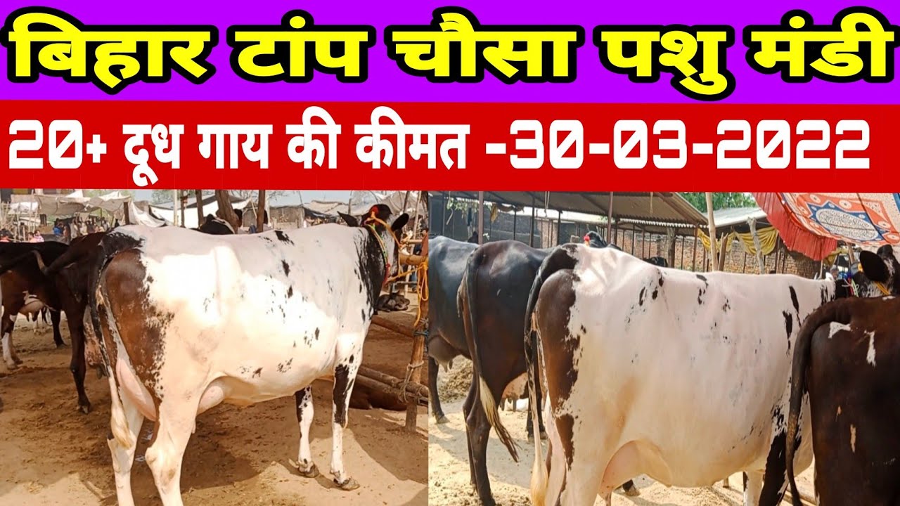 20ली.+दूध देने वाली गाभिन गायों की कीमत देखें || new video chausa pashu mandi 2022 || chausa 2022