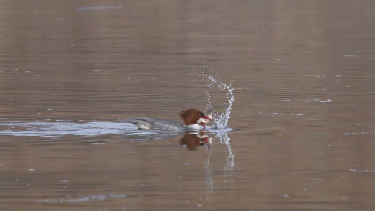 North American Beaver swims by Common Mergansers that fish by the lodge as a hen catches a big one