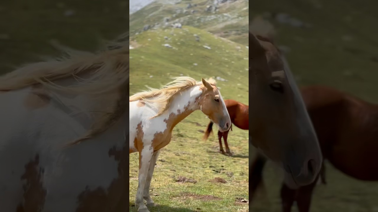 Why You Should Visit Picos de Europa!