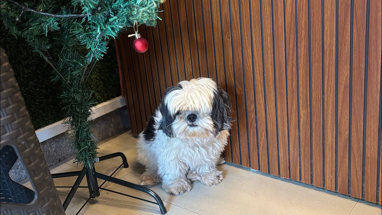 Dog pet puppy Shih Tzu Grooming | So cute and innocent that I wasn’t scared at all @Ramapetstudio