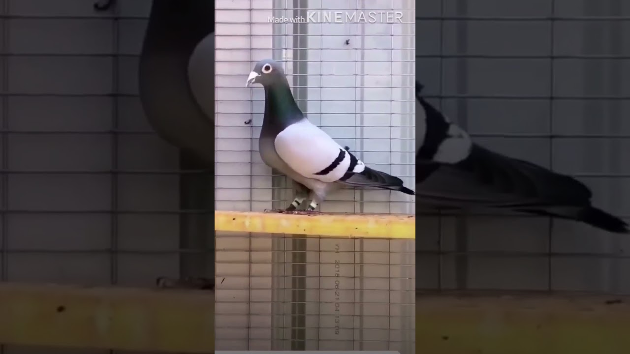 Palomas Mensajeras en Cuba / Azul