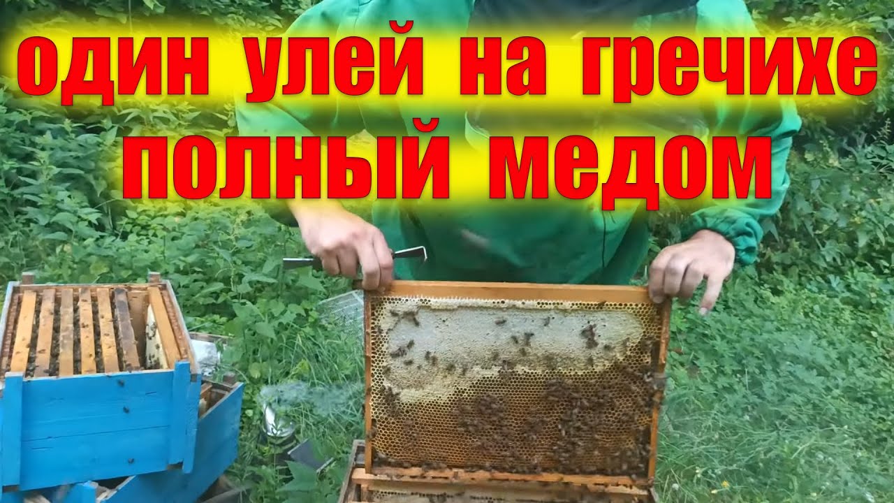 С небольшого участка гречихи пчелы принесли мед. Цена меда меня удивила