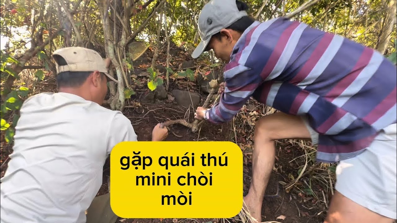 Chòi mòi gốc quái thú , cây anh em đang cần săn lùng