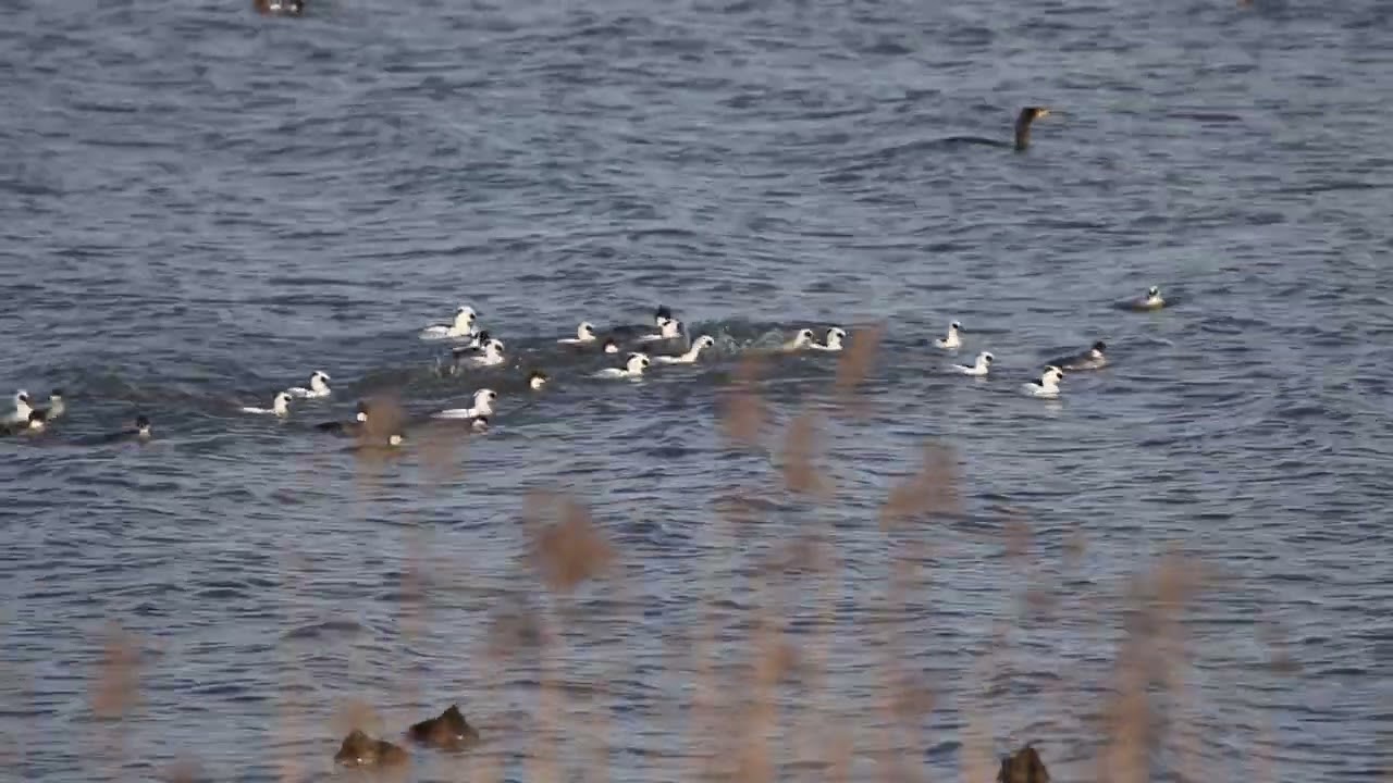 Nonnetje / Smew