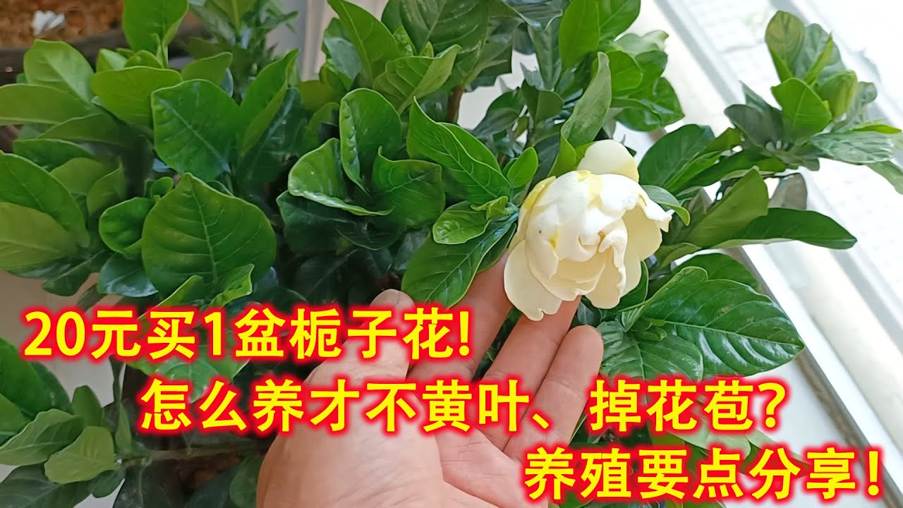 20元买1盆栀子花，怎么养才不会黄叶、掉花苞？养殖经验分享！（阿涛养花151期）