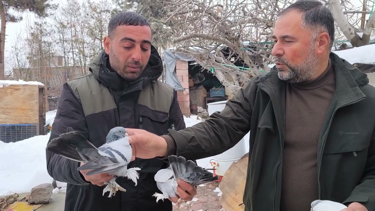 EFSANE Muazzam Üst düzey Oyun kuşları Mehmet bul Abimizin Pazar Akşam saat 9 da mezata çıkacak kusla