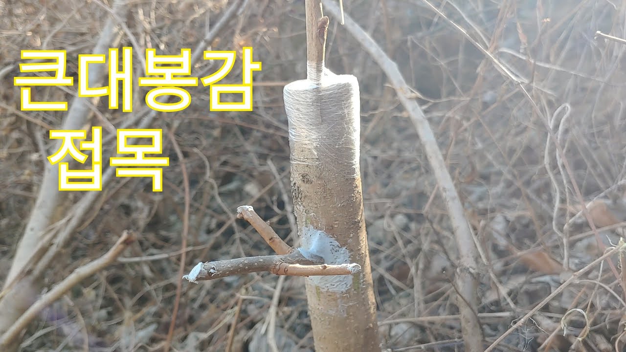 접목 알면 편리 고욤 나무에 대봉 감나무 접목 드릴접목