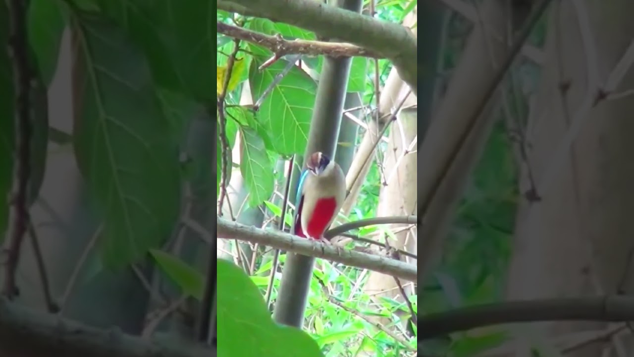 Fairy Pitta’s Forest Song 🌿🎶