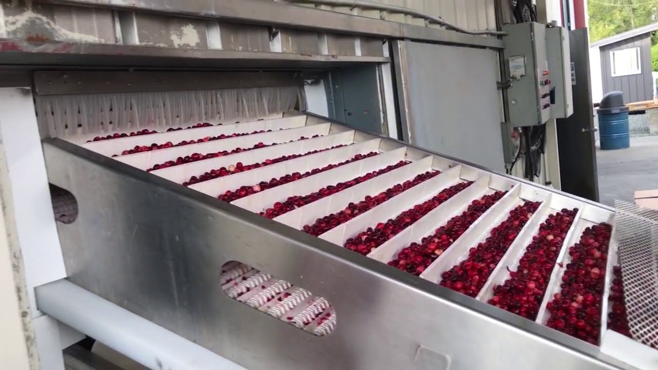 Cranberries cleaning & sorting Plant
