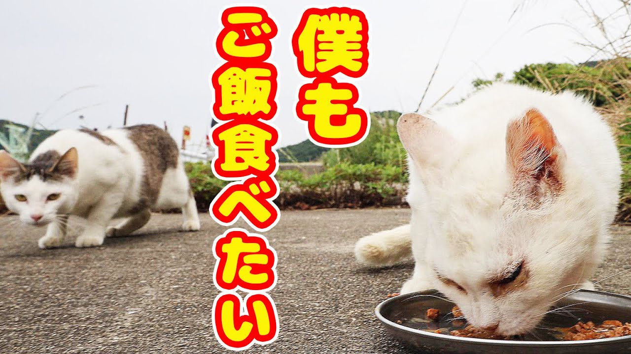 ガリガリの白猫にごはんあげたら別の猫がきて・・・ さくらねこたちへの給餌