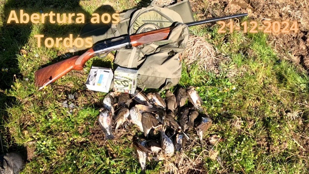Abertura aos Tordos em Sambade Época 2024/25 | Cazando Zorzales | Trush Hunting 2024/25
