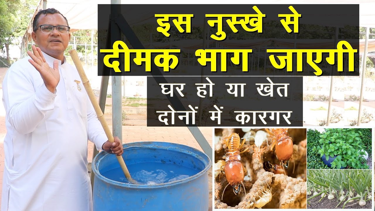 दीमक का नेचुरल इलाज, घर और खेत दोनों में कारगर || Control Termite Naturally || Technial Farming ||