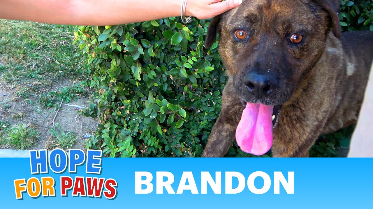 After a senior dog was abandoned, everybody wanted to help us! ❤️ #dogrescue