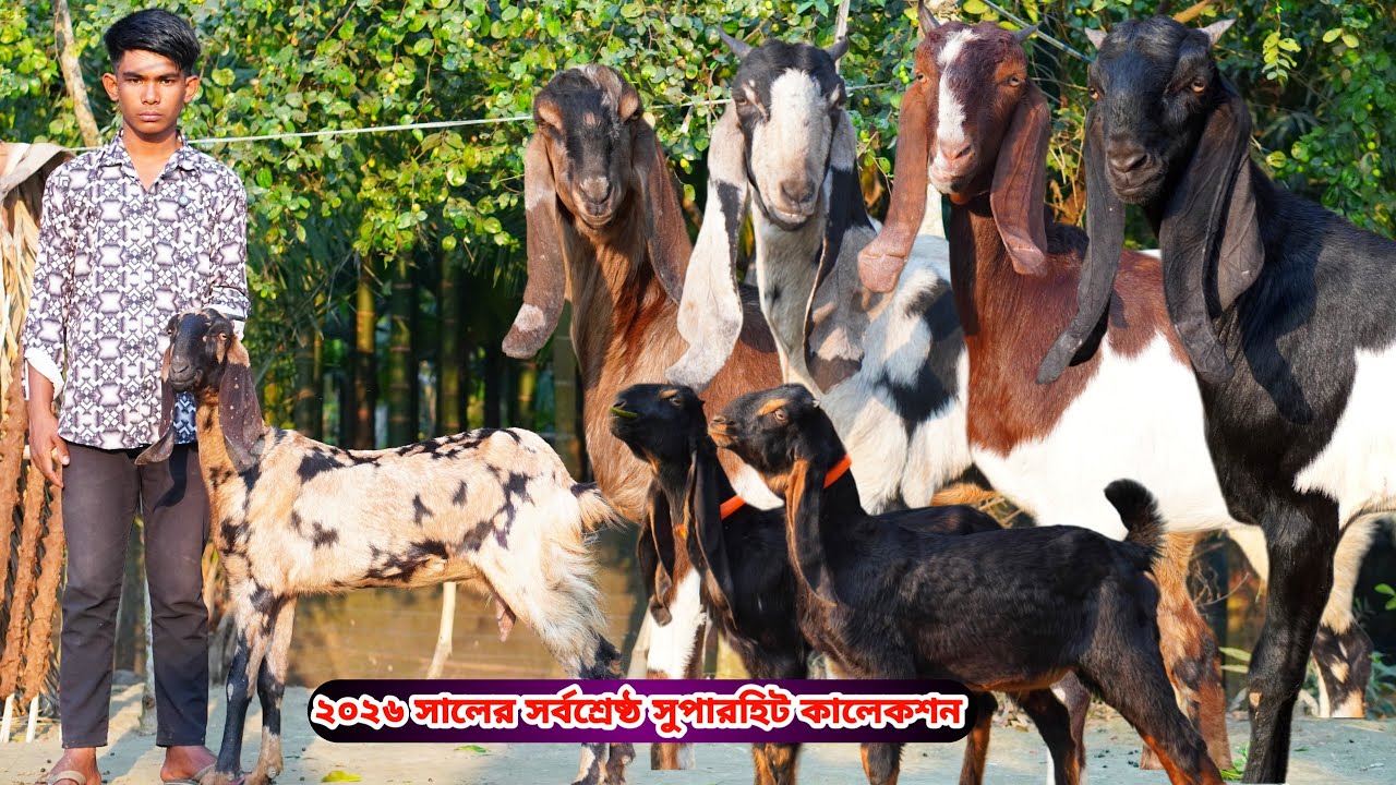 তরুণ উদ্যোক্তা জাহিদ ভাই সবচেয়ে কমরেটে দিবেন।আকর্ষণীয় তোতাপুরী,হরিয়ানা,শিরোহি,গুজরী ও বিটল কিনুন 