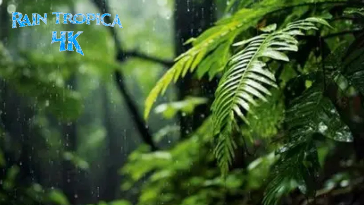 🌿 Rain on Tropical Leaves & Soft Piano 🌧️ | Relaxing Forest Ambience for Deep Sleep & Stress Relief