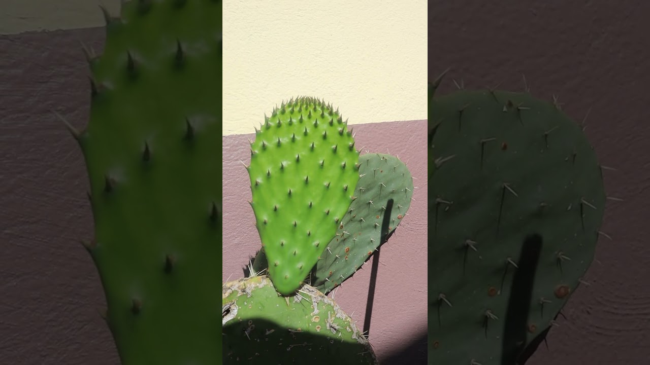 C&oacute;mo COSECHAR NOPAL en CASA | Parte 7 #huertosurbanos #nopales #siembraycosecha #huertoencasa