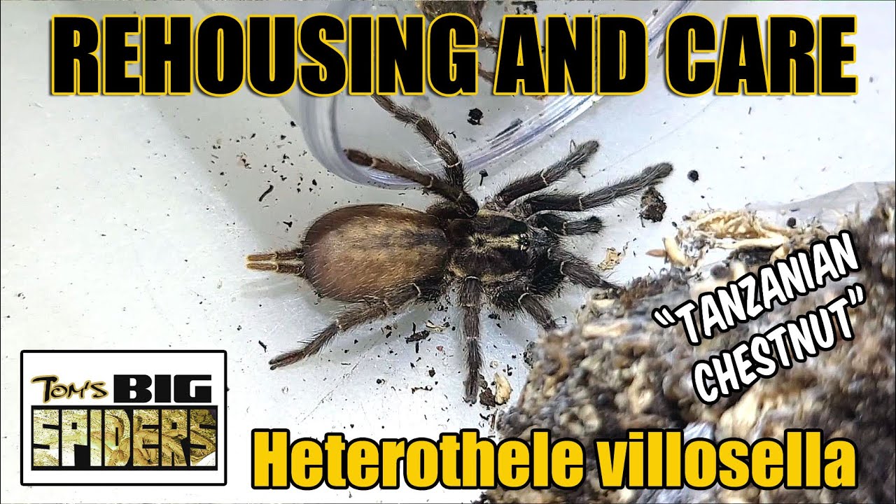 Heterothele villosella 