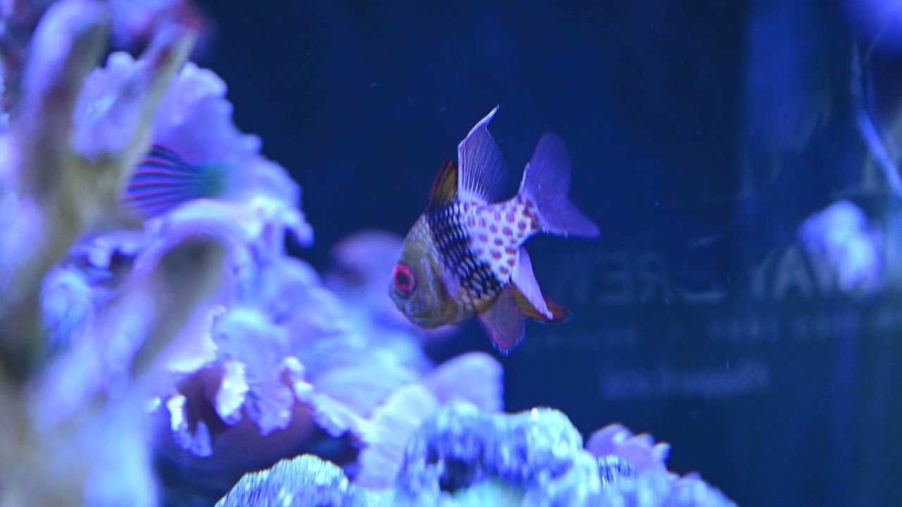 Pregnant Male Pajama Cardinalfish!