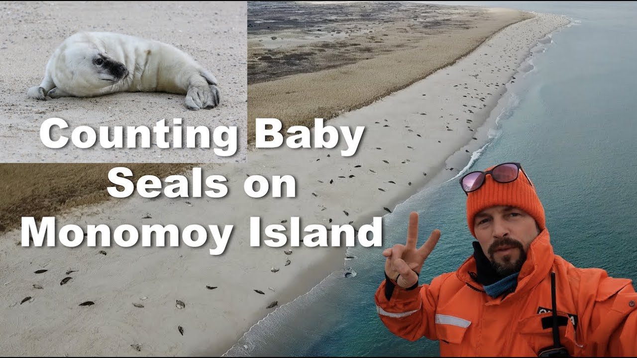 Counting Baby Seals on Monomoy Island! Aerial View!