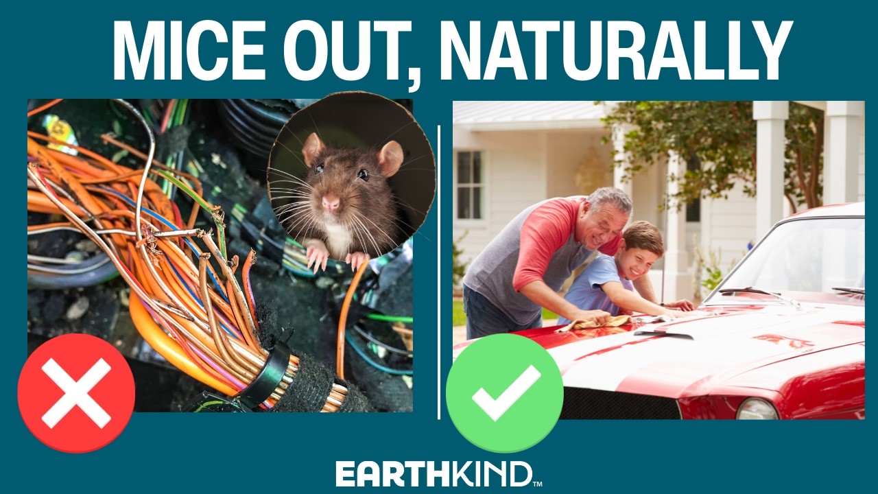 How to Keep Mice Out of Your Car | $3 Billion in Damage Every Year