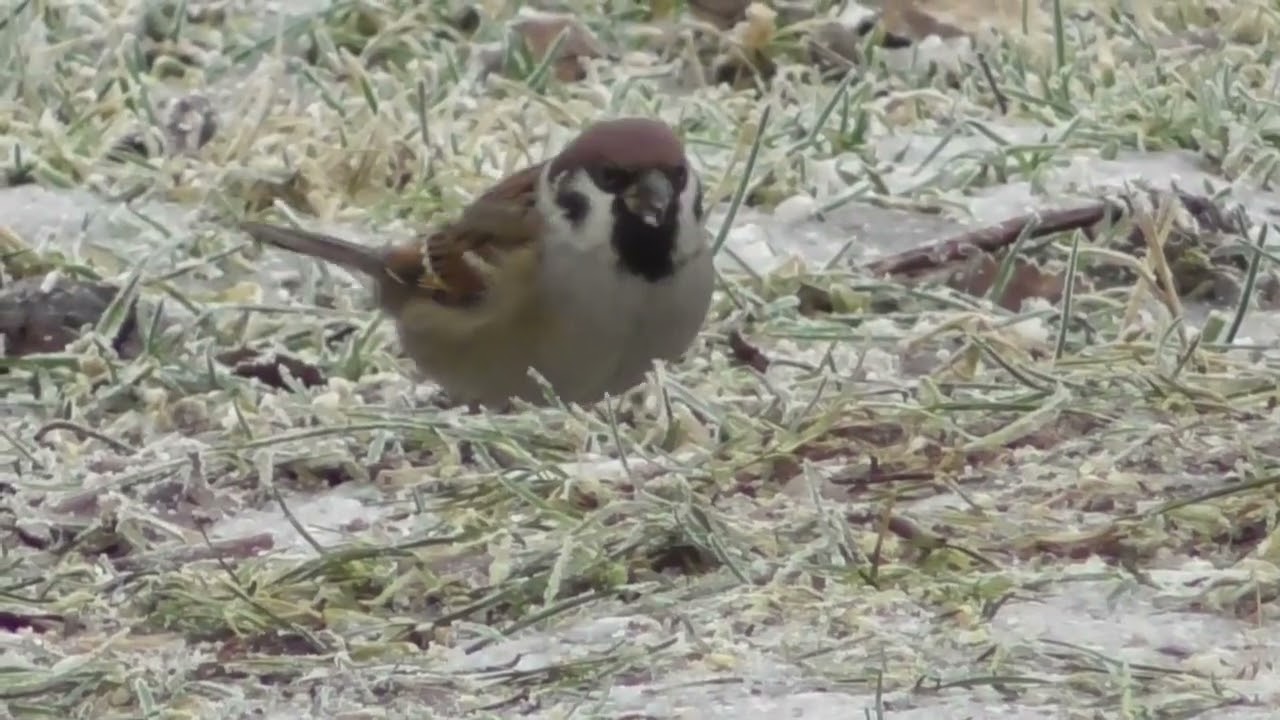 Pikkuvarpunen (Passer montanus) talvella Suomessa