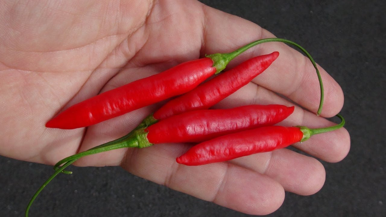 ⟹ Aji Peruvian Pepper | Capsicum Baccatum | Pod Review