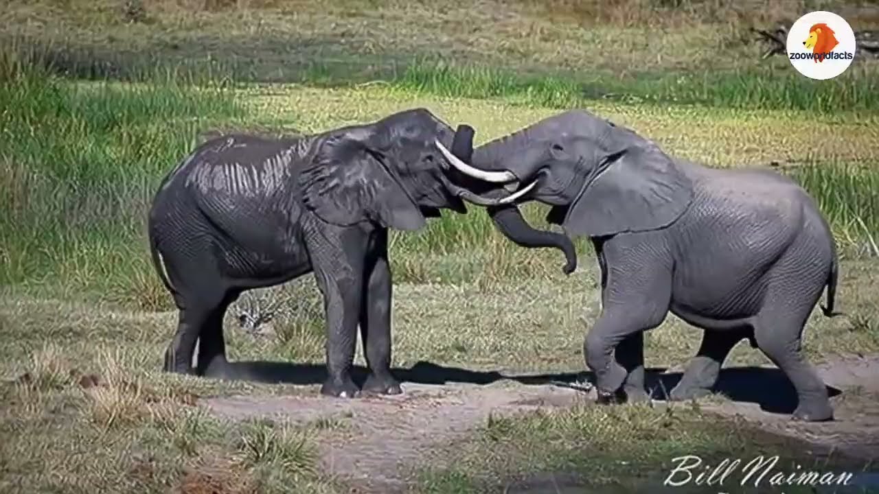 Elephant Facts you Should Know/ہاتھی کے حقائق | हाथी के तथ्य