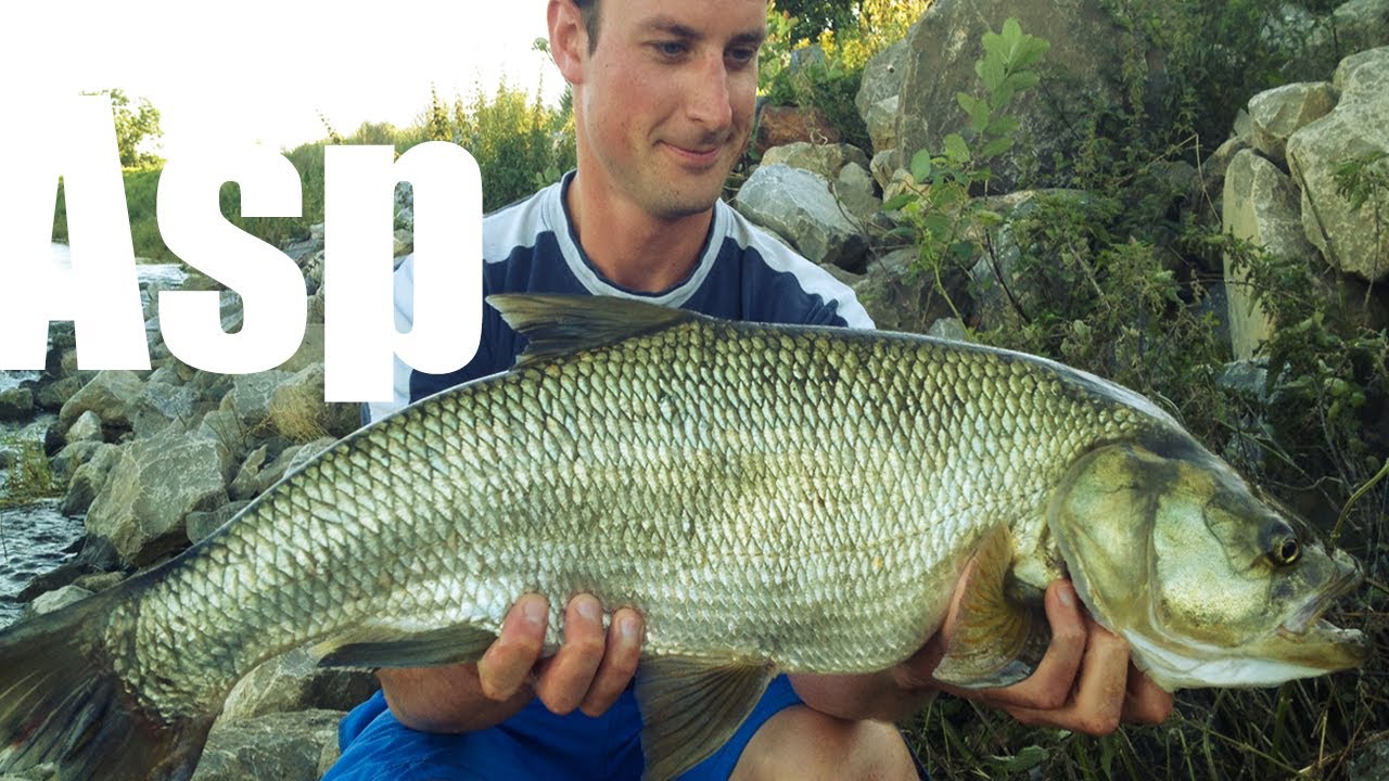 Catching BIG Asp on the river Maas in Belgium / Grote GrensMaas Roofblei vangen in Belgi&euml; !!