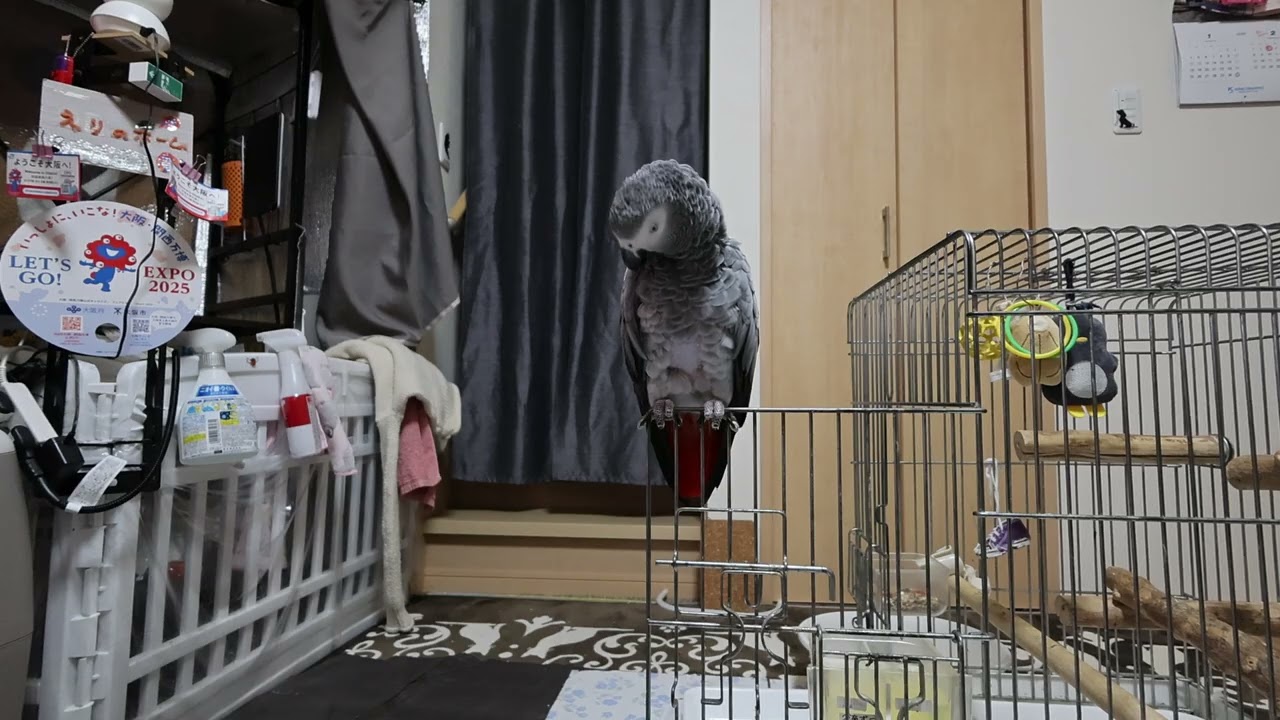 2026/2/28  お昼のえりちゃん