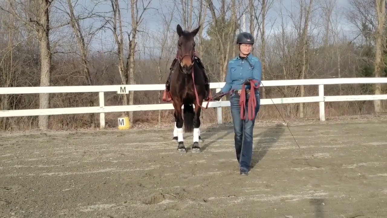 Correct Use of Lunge Whip Aids