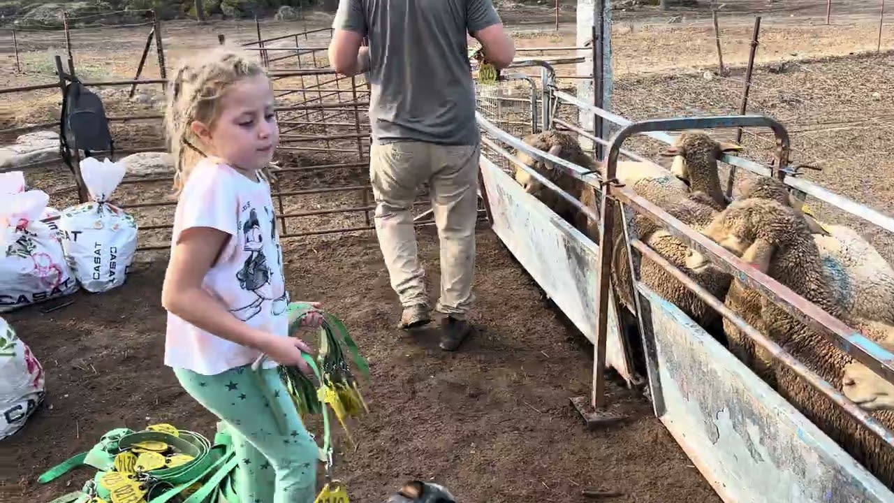 Día de poner collares, para la paridera 🐑🐑🐑🐑🐑
