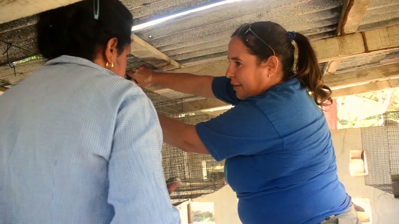 Criadero de cotorras