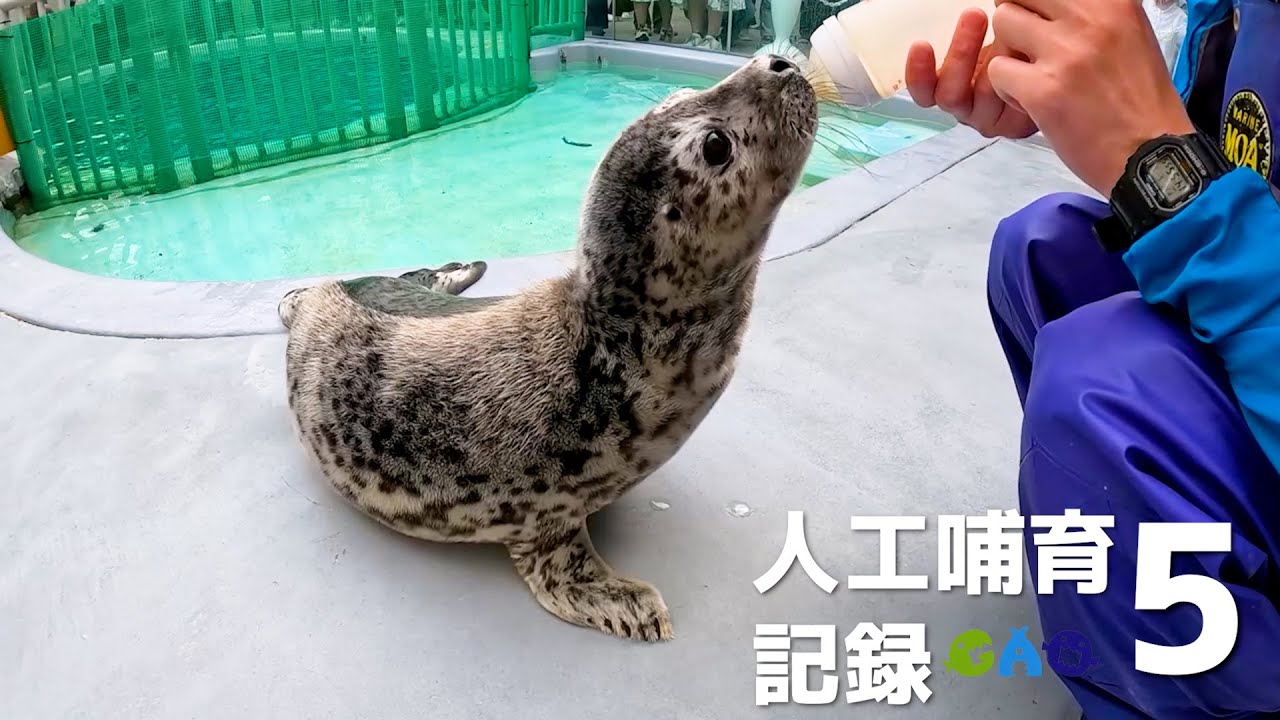 【ゴマフアザラシ】人工哺育になりまして5　ミルク卒業